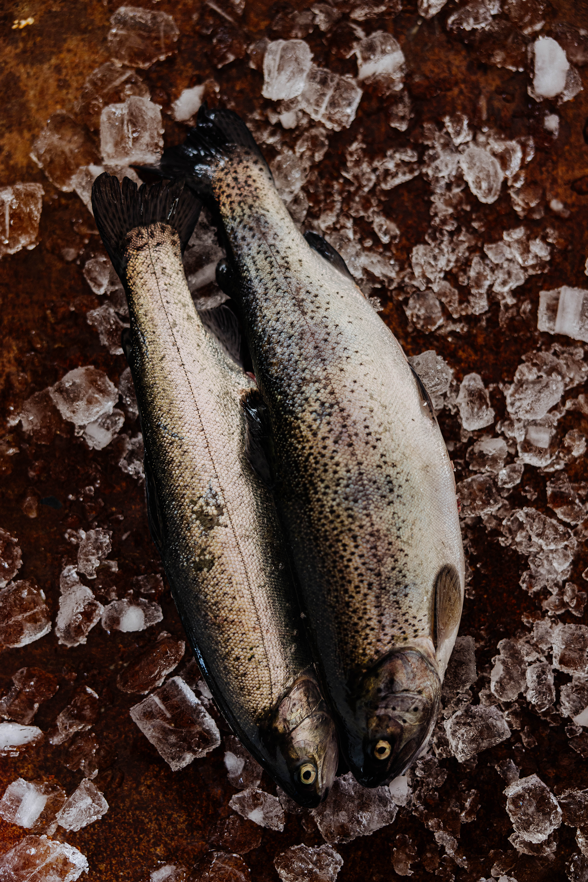 Whole rainbow trout